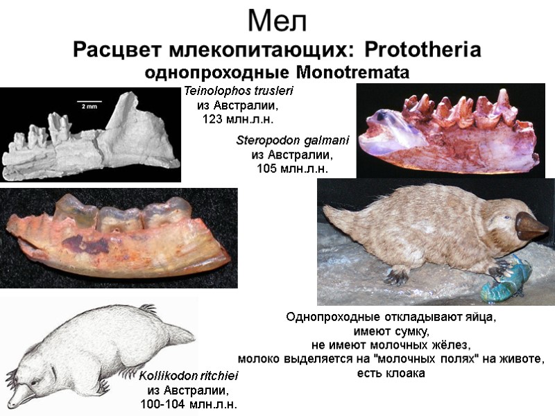 Мел Расцвет млекопитающих: Prototheria однопроходные Monotremata Steropodon galmani из Австралии, 105 млн.л.н. Teinolophos trusleri